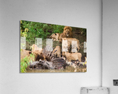 Lions and Hippo Acrylic Print