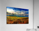 CALIFORNIA - POPPY FIELDS 003  Acrylic Print