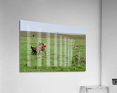 Infighting  Acrylic Print