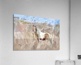 Assateague Pony  Acrylic Print