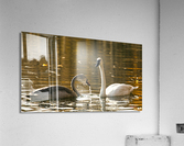White and Gray Swans Acrylic Print