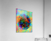 Chakra Mandala Acrylic Print