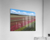 Caladium fields LakePlacid FL Acrylic Print