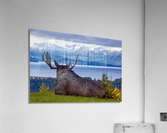 Contemplating Moose Acrylic Print