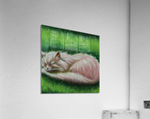 Pink Siberian Acrylic Print