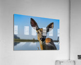 Doux yeux de biche  Acrylic Print