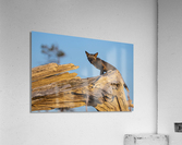 Des yeux de feu  Acrylic Print