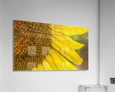2022 July 15 Sunflower02 Acrylic Print