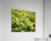 2022 July 15 Sunflower03 Acrylic Print