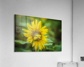 2022 July 15 Sunflower01  Acrylic Print