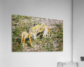 2022 Aug 03 FiddlerCrab01 Acrylic Print