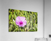 2022 Aug 03 MorningGlory01 Acrylic Print