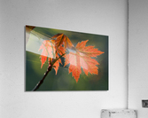 Feuille derable | Maple Leaf Acrylic Print