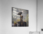 Bald Eagle in the Rain Acrylic Print