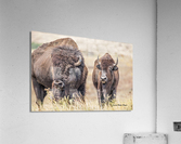 Love Is In The Air Acrylic Print