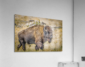 Moving On Acrylic Print