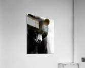 985123B5 57D7 4896 82A4 A1289A5D2A70 Acrylic Print