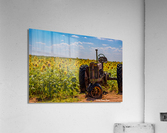 Sunflower Field Impression acrylique