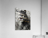 B75D7DC4 DBF0 4897 8FF9 3137B4786290 Acrylic Print