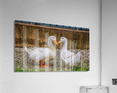 Farm Ducks Acrylic Print