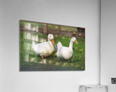 Feathered Ducks Acrylic Print