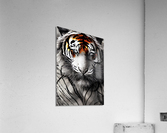 4F9A3122 EF90 4154 9D7C FF3970694692 Acrylic Print