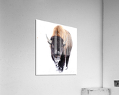 DSC04079 2 Acrylic Print