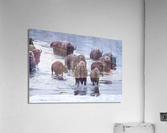 IMG 2895 Acrylic Print