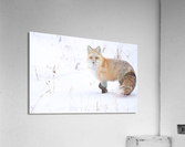 DSC03412 2 Acrylic Print