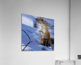 DSC03195 2 Acrylic Print