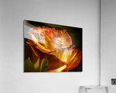 Fiery Rose Acrylic Print