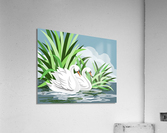 Mute Swans Acrylic Print