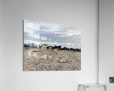 B3D23C1B 7877 42C8 8DC9 EAEDF3C25585 Acrylic Print