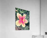 4E876D4E 8694 4A9D 987A ACCFED873125 Acrylic Print