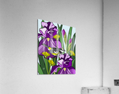 Warbler Among Purple Iris Flower Acrylic Print