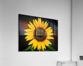 My First Sunflower Acrylic Print