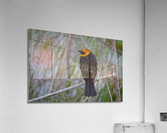 Yellow Headed Blackbird  Acrylic Print
