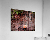 Pink Fox Acrylic Print