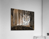 Magic  Acrylic Print