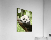 Peaceful Acrylic Print
