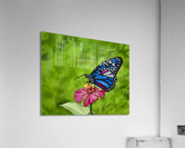 New Beginning  Acrylic Print