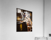 Gentle Giant  Acrylic Print