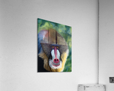 Blue Baboon Acrylic Print