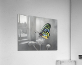Refresh    Acrylic Print