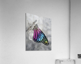 Rebirth Acrylic Print