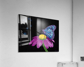 Pleiades   Acrylic Print