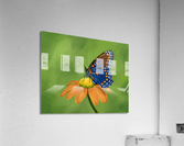 Leap of Faith   Acrylic Print