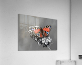 Elegance Acrylic Print