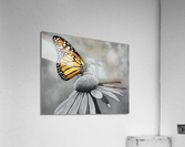 Divine Simplicity   Acrylic Print
