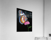Buttercup    Acrylic Print